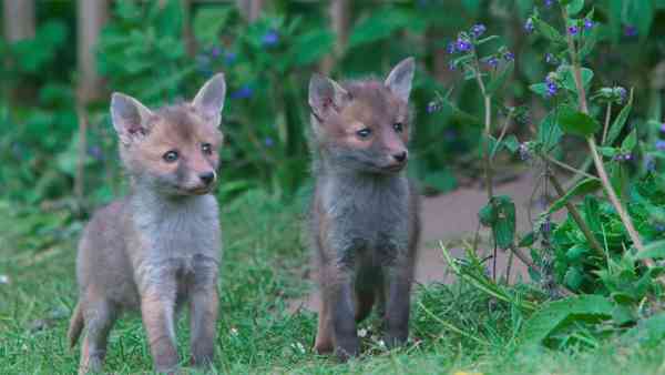 Bbc Factual Announces Secret Garden